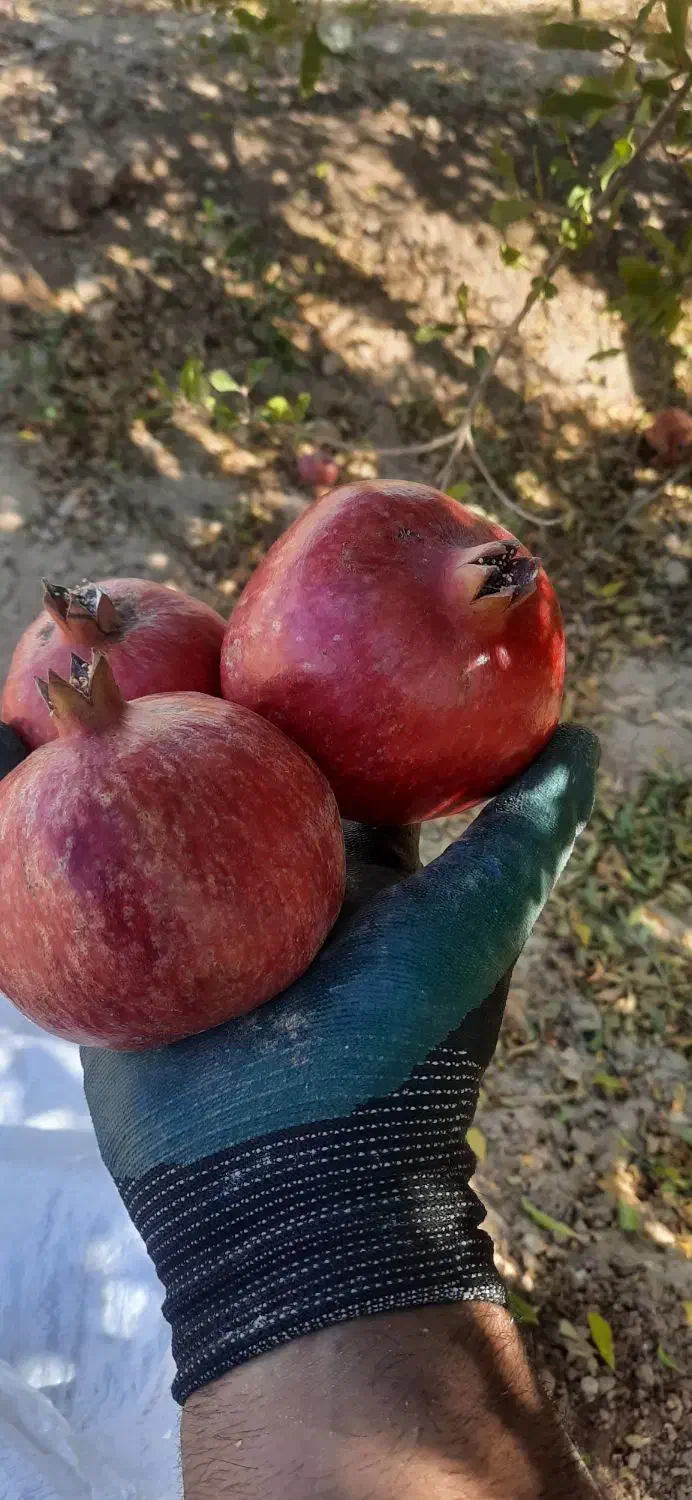 600کیلو انار عمده|خوردنی و آشامیدنی|شیراز, کوشک میدان|دیوار