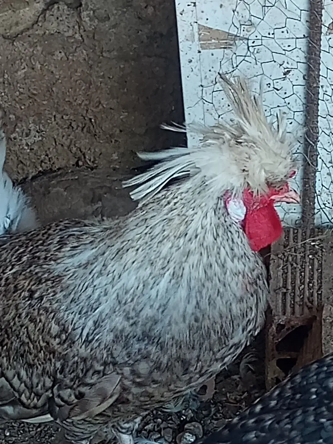 خروس لهستانی|حیوانات مزرعه|فاضل آباد, |دیوار