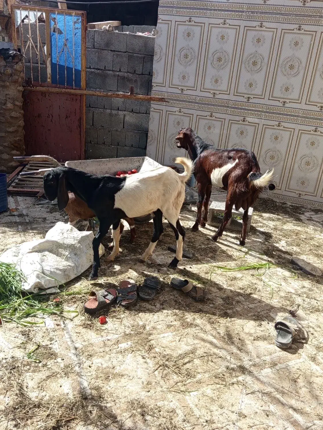 کهره|حیوانات مزرعه|میناب, |دیوار