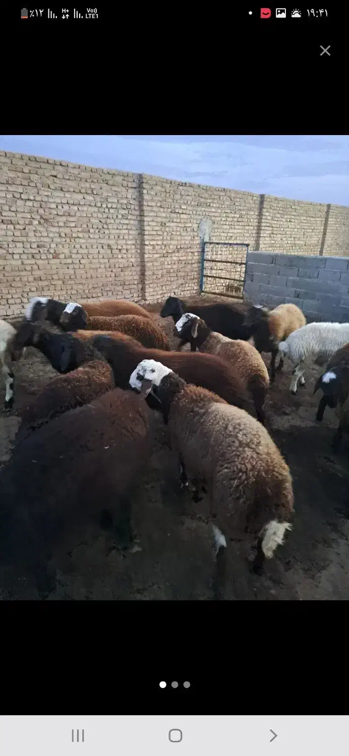 شیشک چاق درجه یک کیلو ۳۳۵|حیوانات مزرعه|اشتهارد, |دیوار