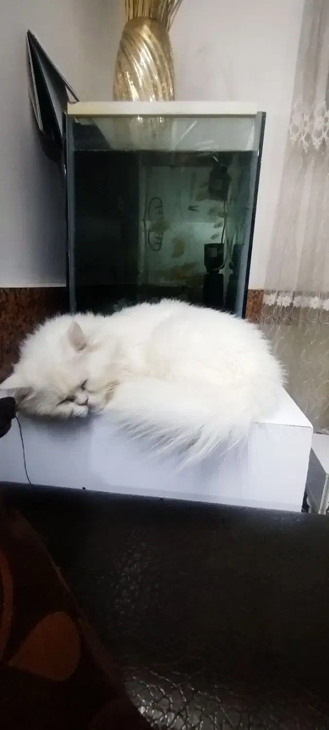 گربه پرشین.|گربه|گرگان, |دیوار