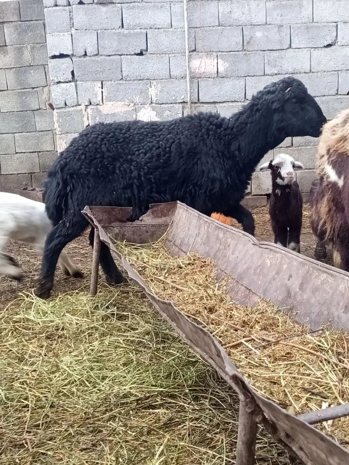 بره قوچ فر|حیوانات مزرعه|نوشین شهر, |دیوار