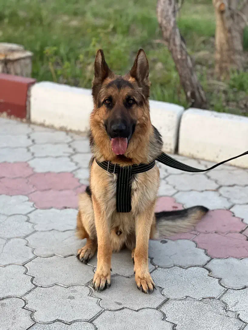 سگ ژرمن نر|حیوانات|ارومیه, |دیوار