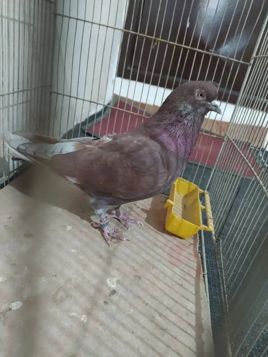 کفتر غریب گیر|پرنده|هشتگرد, هشتگرد قدیم|دیوار