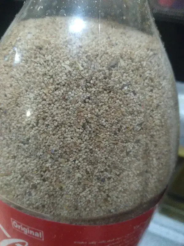 بذر گل هیرو درجه یک|گل و گیاه طبیعی|کوهدشت, |دیوار