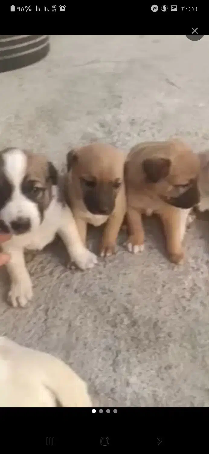 سگ گم کردم|حیوانات|هامون, |دیوار