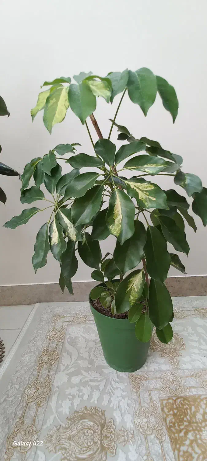 ۵عدد گل و گلدان طبیعی|گل و گیاه طبیعی|محمدشهر, محمدشهر|دیوار