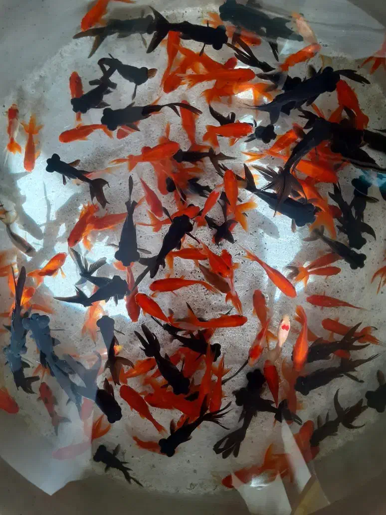 ماهی کاشی|ماهی|شاهرود, |دیوار