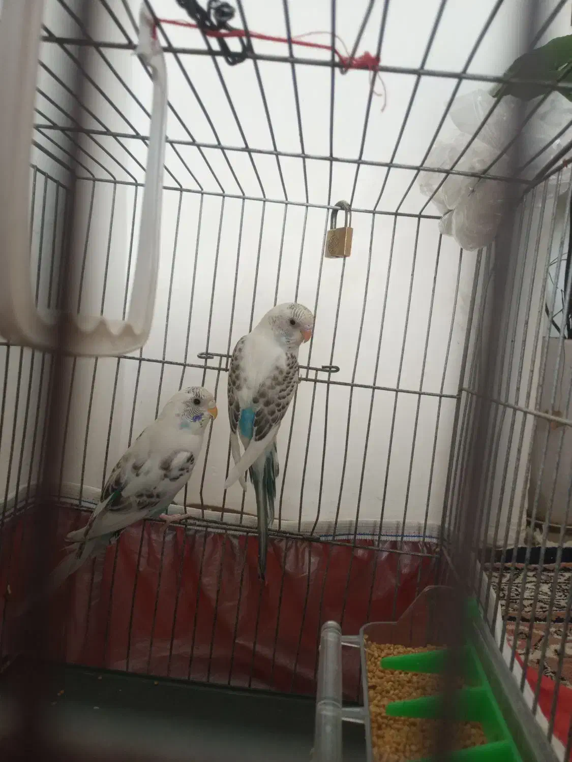 مرغ عشق|پرنده|کرمانشاه, |دیوار