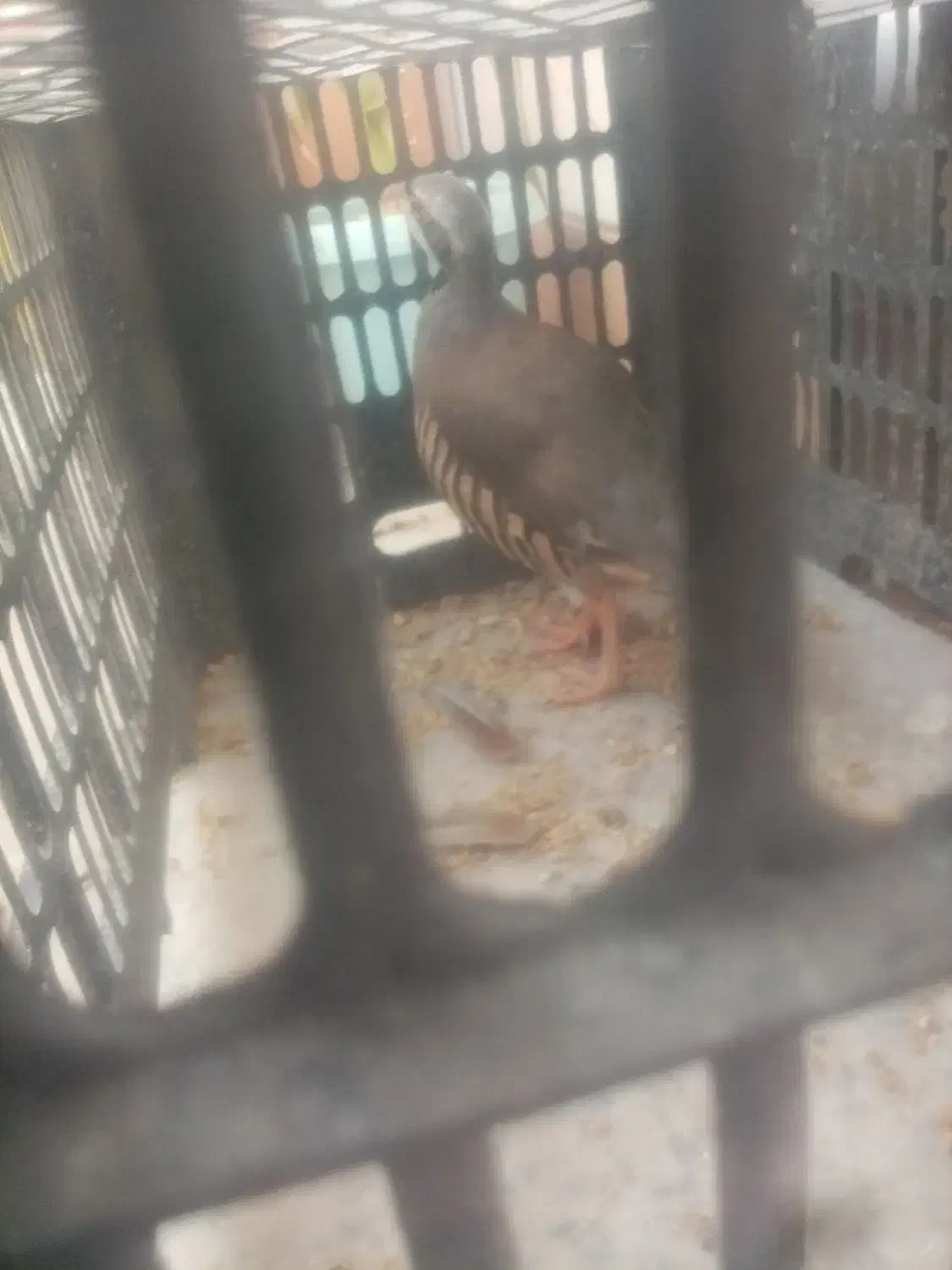 کبوتر|پرنده|نجفآباد, فاز ۴ شهرک آزادگان|دیوار