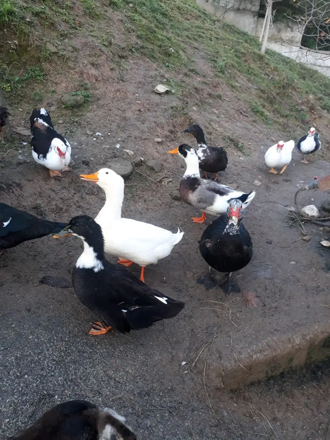 اردک محلی واسراییلی ماده|حیوانات مزرعه|نوشهر, |دیوار