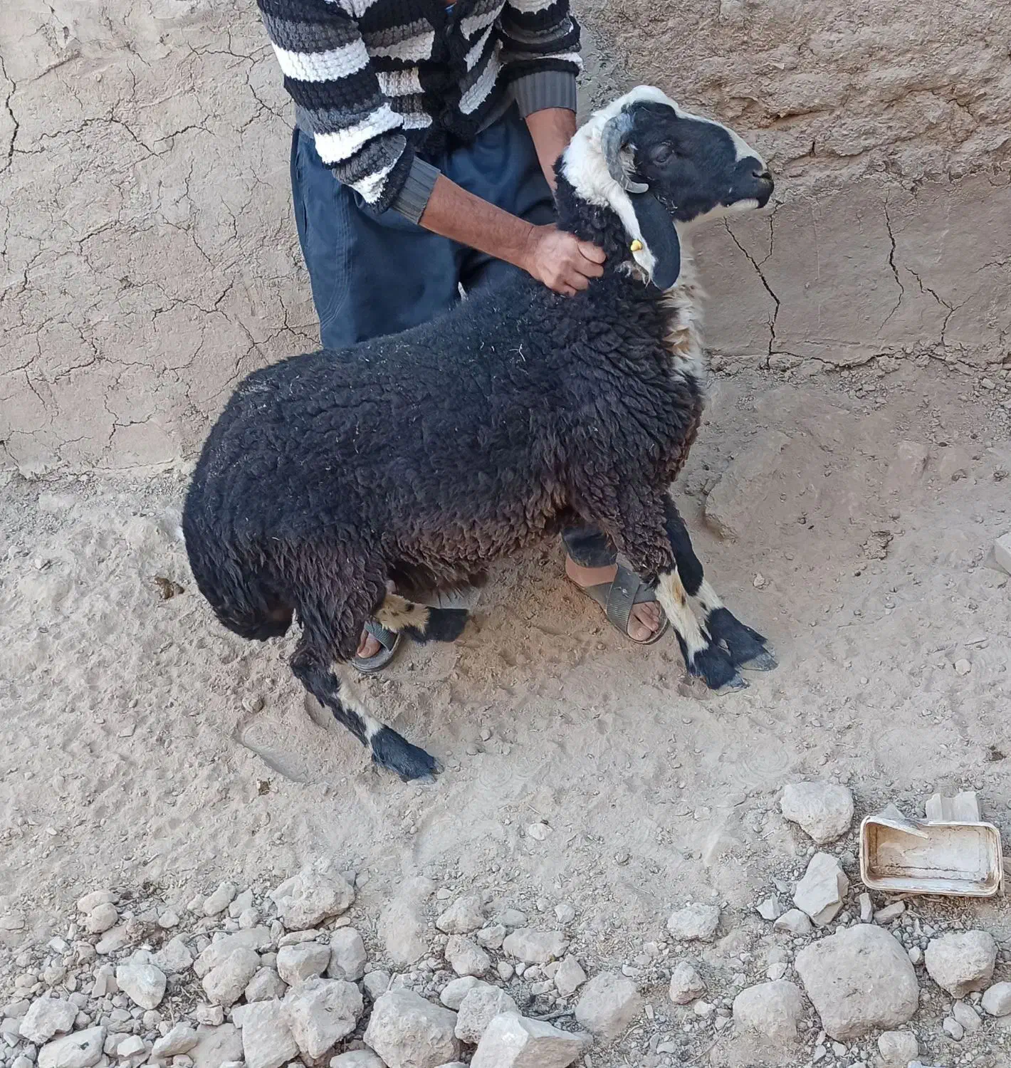 بره نر چاق|حیوانات مزرعه|سربیشه, |دیوار