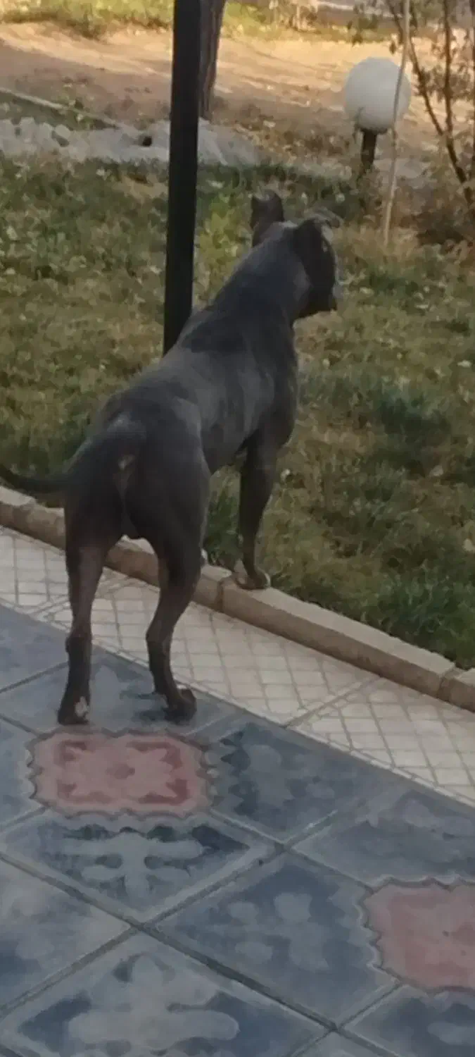 واگذاری یک قلاده سگ بیتپول|سگ|رودهن, |دیوار