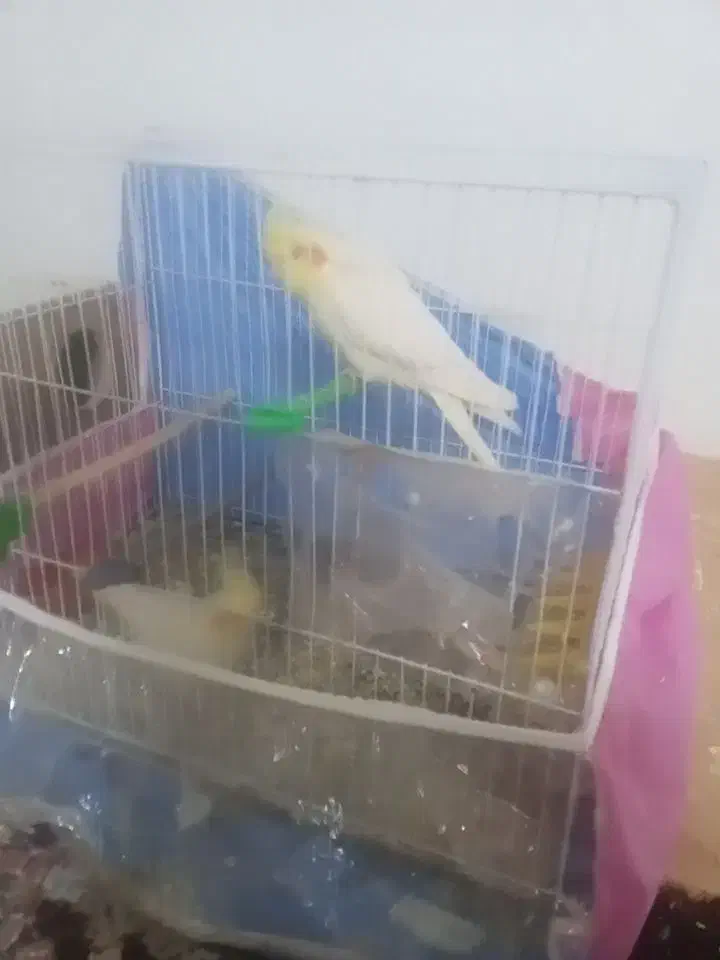 یک جفت عروس هلندی لتینو نروماده سالم|پرنده|چناران, |دیوار