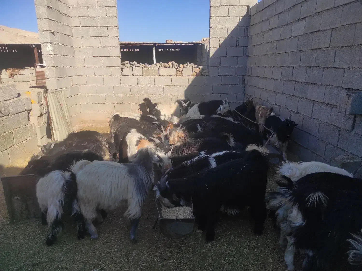 بز  گوسفند|حیوانات مزرعه|مسجد سلیمان, |دیوار