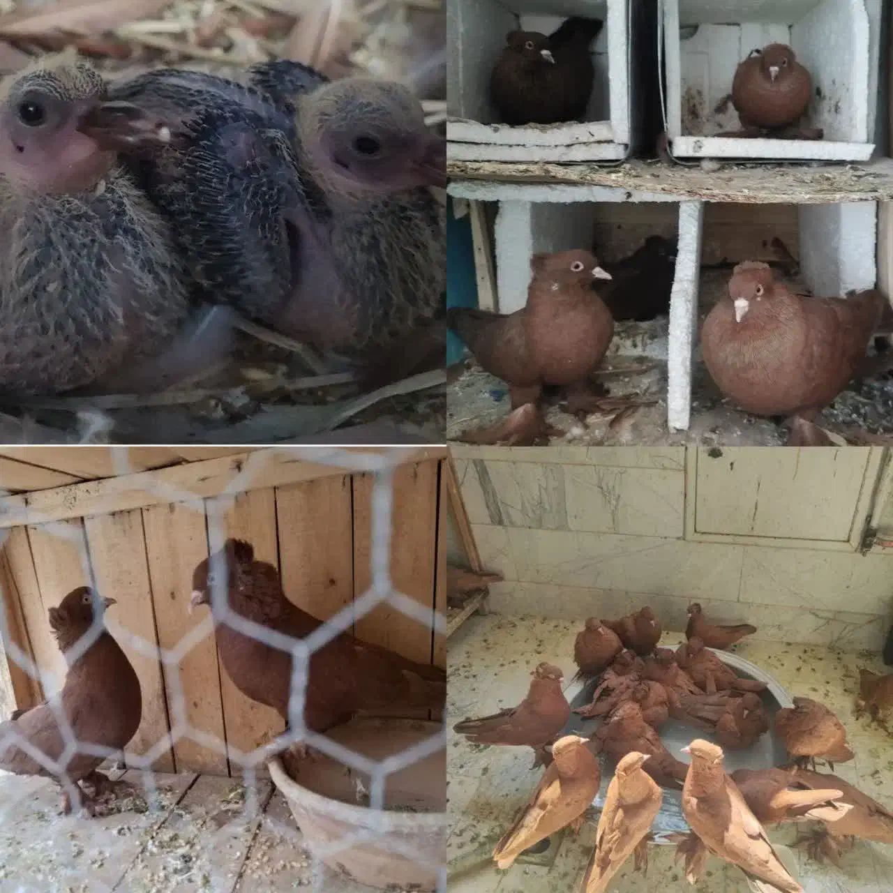 کبوتر راعبی نژاد اصل|پرنده|قم, پردیسان|دیوار