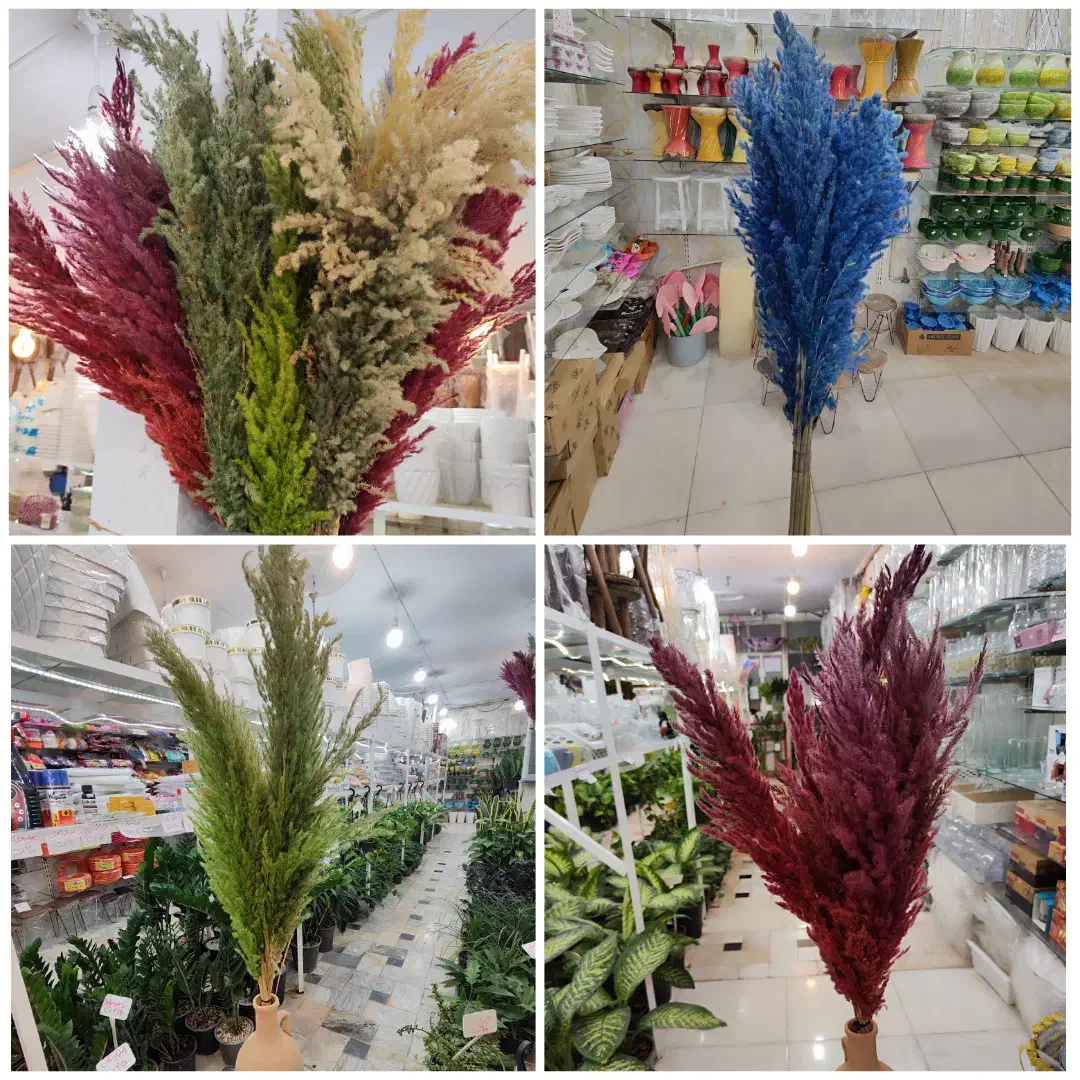 گل خشک پامپاس شفلرا پتوس دیفن آگلونما زاموفیلیا|گل و گیاه طبیعی|قم, ولیعصر|دیوار