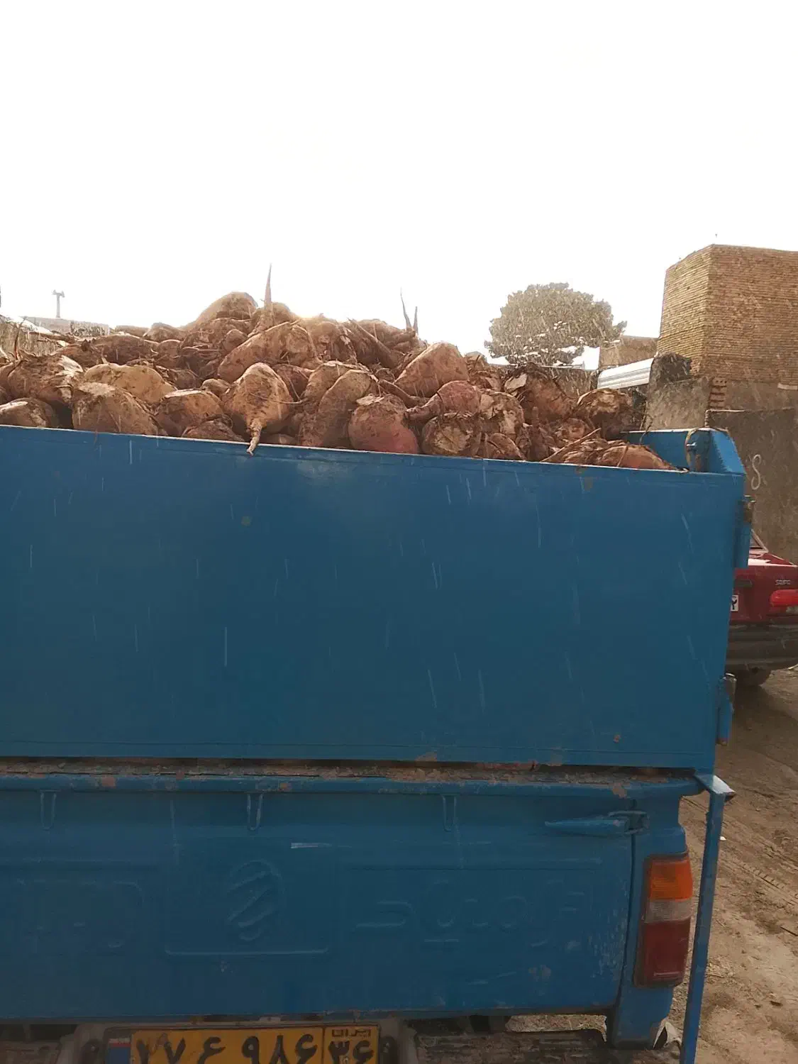 چغندر|خوردنی و آشامیدنی|تربت‌حیدریه, حاجی یار‎|دیوار