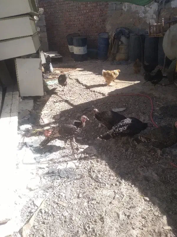 بوقلمون برنز|حیوانات مزرعه|کرمان, |دیوار