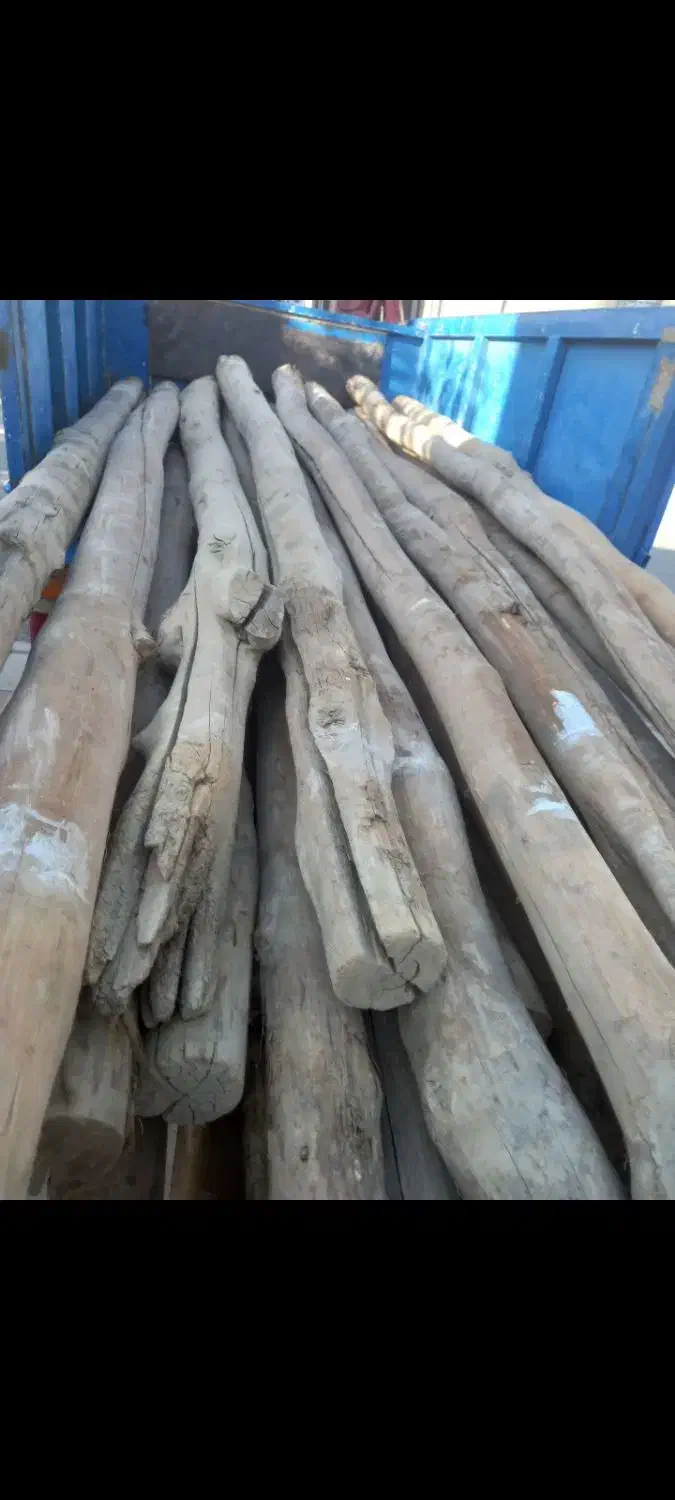 خرید چوب|خدمات باغبانی و درختکاری|فرمهین, |دیوار