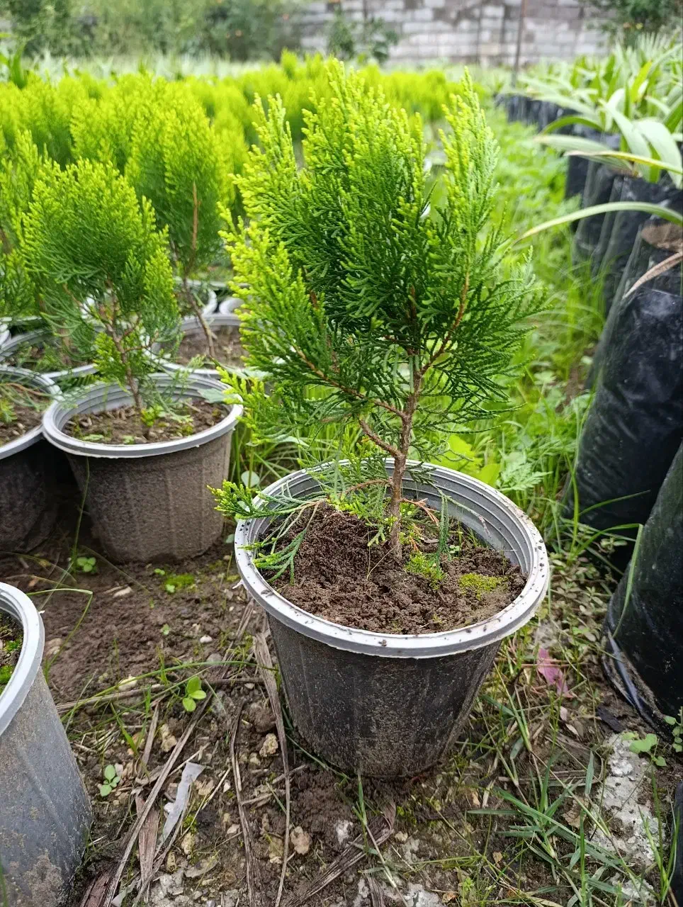 کامیس زعفرانی سطل ۳.۵|گل و گیاه طبیعی|رحیمآباد, |دیوار