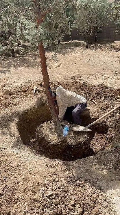 لوله بخاری دسته بیلی درخت کلنگی بن بالا میوه نهال|خدمات باغبانی و درختکاری|تهران, باغ خزانه|دیوار