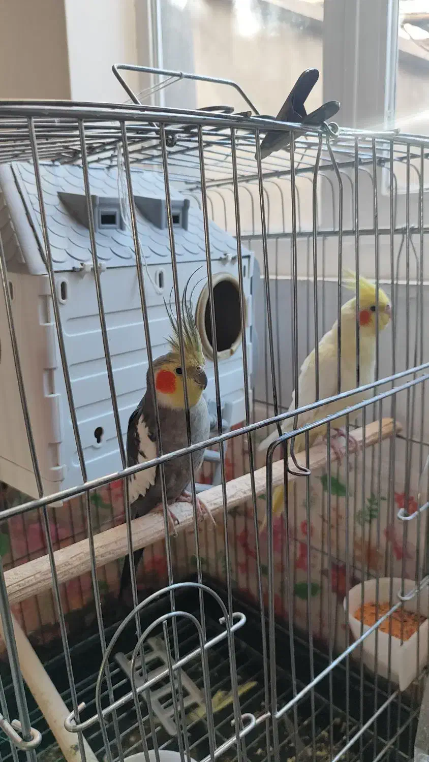 یک جفت عروس هلندی نروماده مولدباتجهیزات|پرنده|بیجار, |دیوار