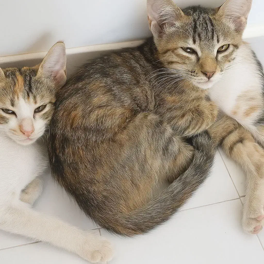 واگذاری رایگان گربه|گربه|فسا, |دیوار