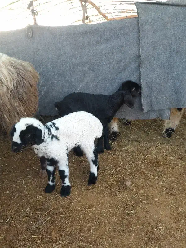 میش پرواری|حیوانات مزرعه|گتوند, |دیوار