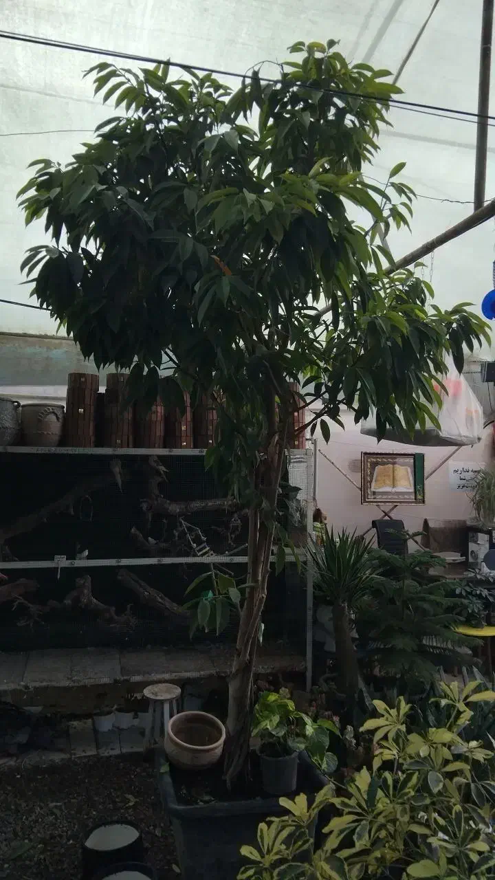 گل اپارتمانی|گل و گیاه طبیعی|مشهد, مهدی آباد|دیوار