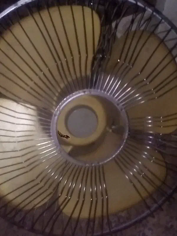 پنکه|پنکه و تصفیه‌کنندهٔ هوا|ملایر, |دیوار