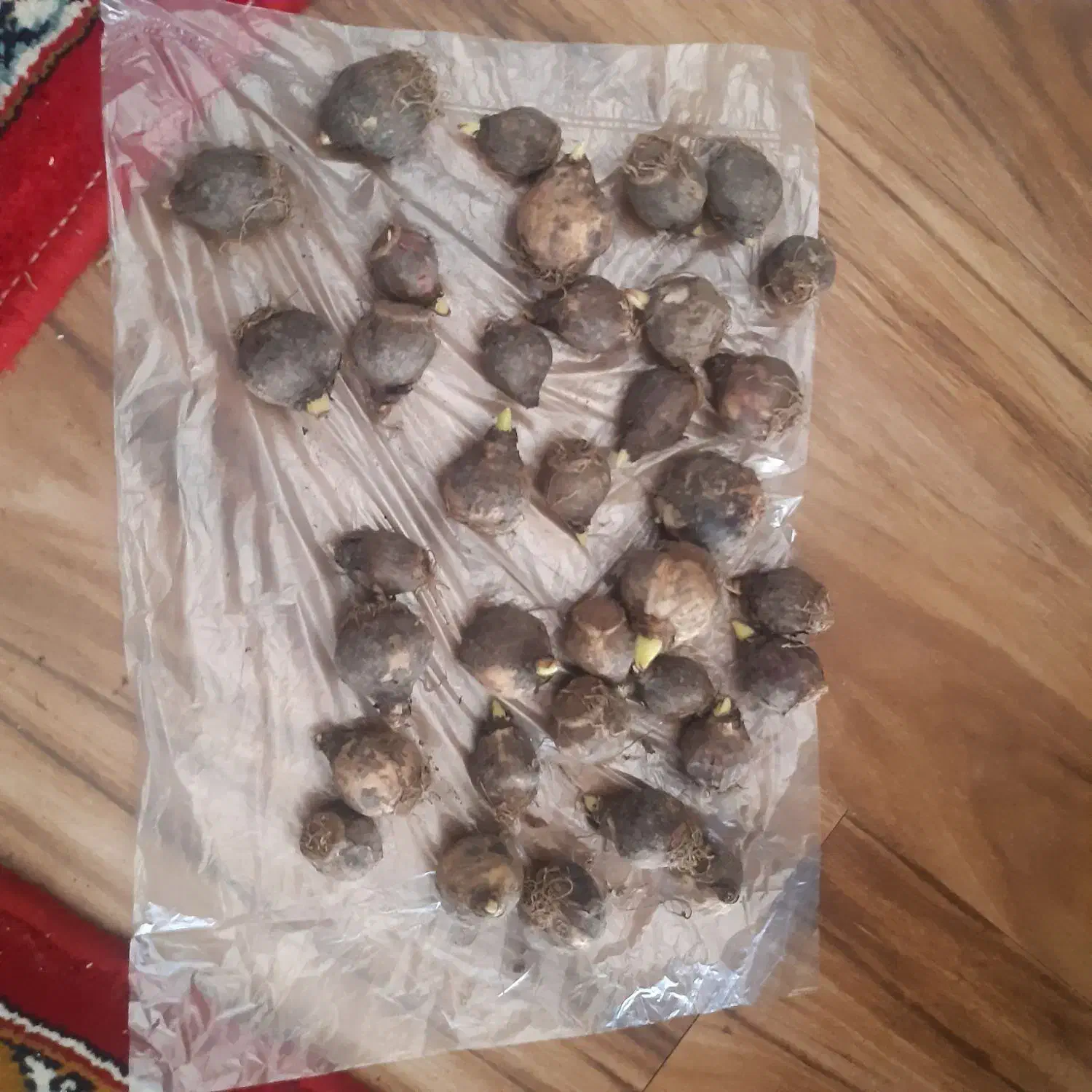 پیاز گل سنبل و نرگس هلندی|گل و گیاه طبیعی|کاشمر, |دیوار