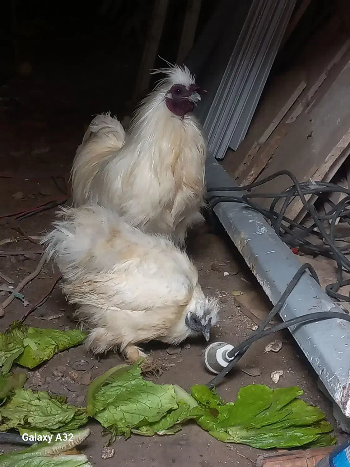 مرغ و خروس ابریشمی|حیوانات مزرعه|رشت, معلولین|دیوار