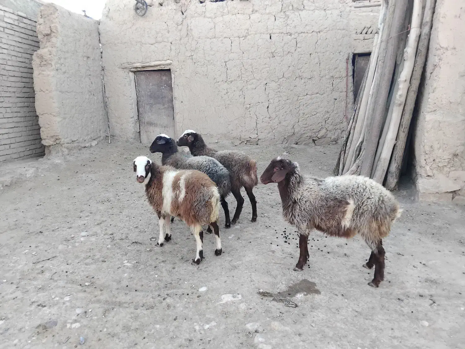 بره ماده|حیوانات مزرعه|بزینه رود, |دیوار