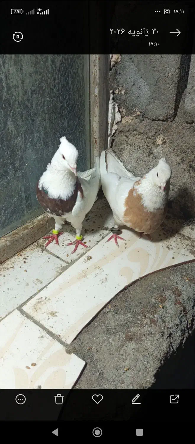 کبوتر|پرنده|رودان, |دیوار