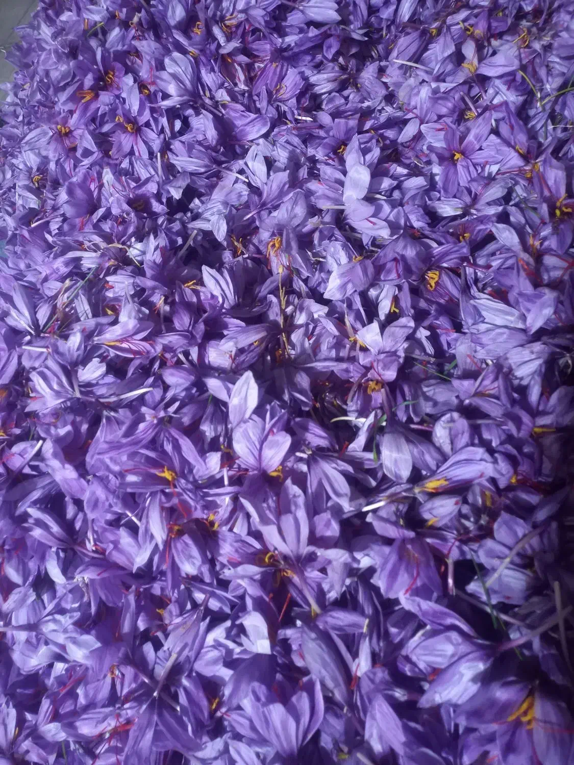 گل زعفران|خوردنی و آشامیدنی|مشهد, رضاییه|دیوار