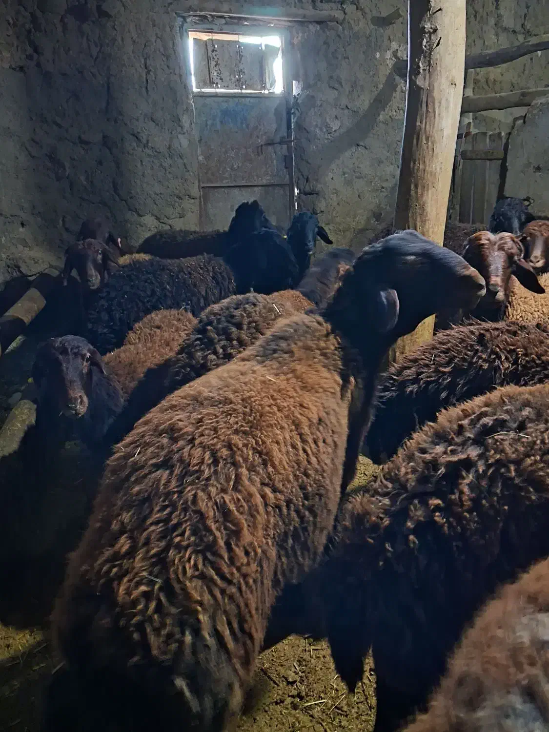 بره  نر|حیوانات مزرعه|ماهنشان, |دیوار