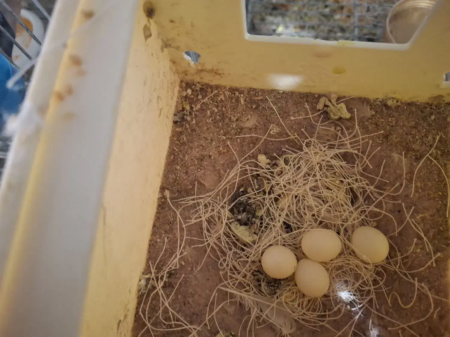 فروش فنچ نرگسی شکلاتی روی تخم|پرنده|سمنان, |دیوار