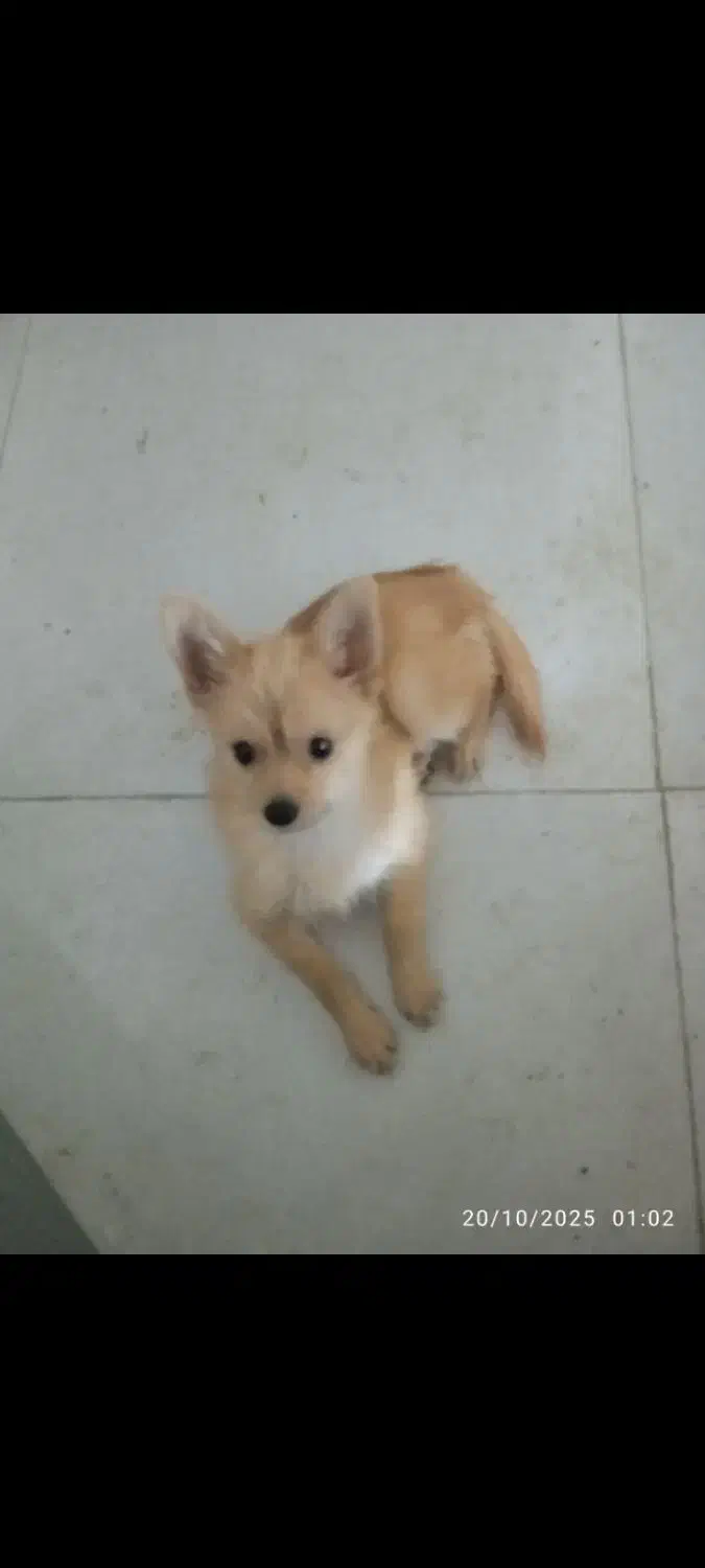 توله نر سایز ریز|سگ|مشهد, الهیه|دیوار