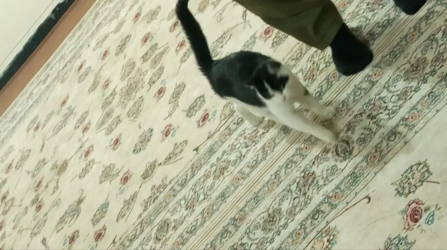 گربه آرام|گربه|همدان, |دیوار