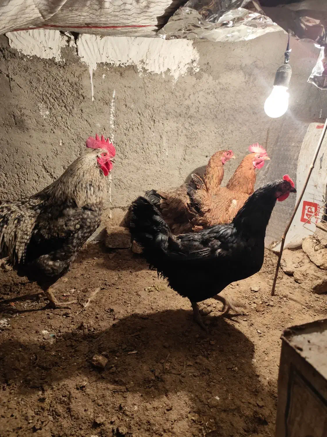 4 عدد مرغ تخمگذار و 1 عدد خروس محلی|حیوانات مزرعه|قرچک, داوود آباد|دیوار