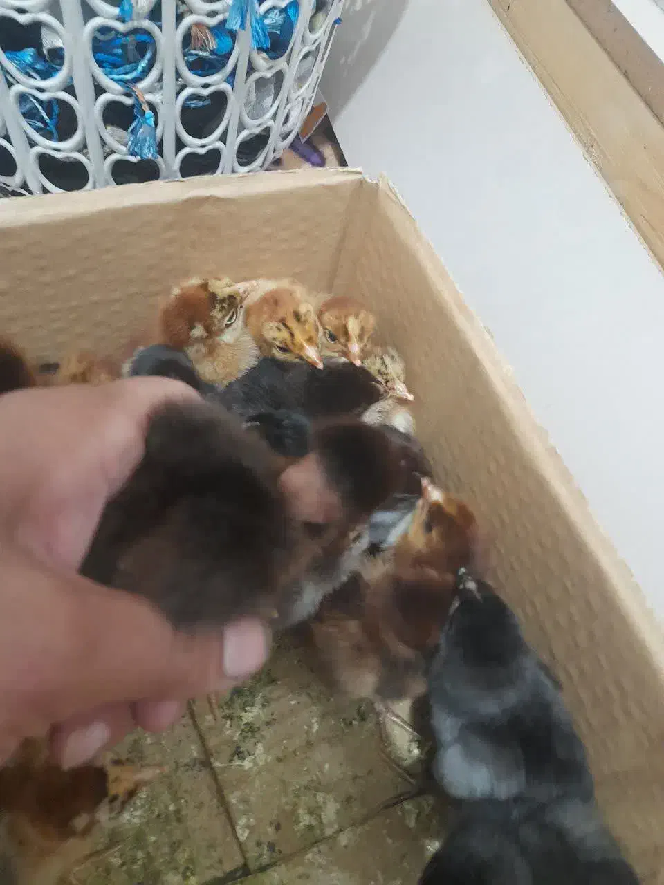 جوجه پا پر و گردن لخت|حیوانات مزرعه|قائمشهر, |دیوار