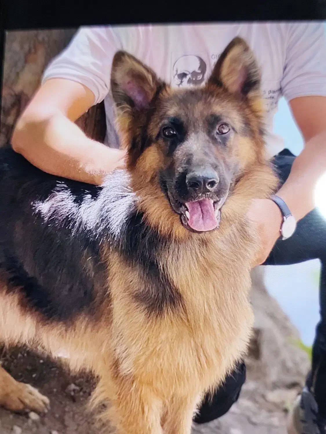 حیوان خانگی|سگ|اصفهان, بهارستان|دیوار