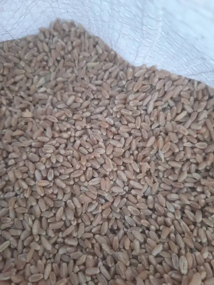 گندم بذری ترابی|عمدهفروشی|مرودشت, ثبت احوال|دیوار