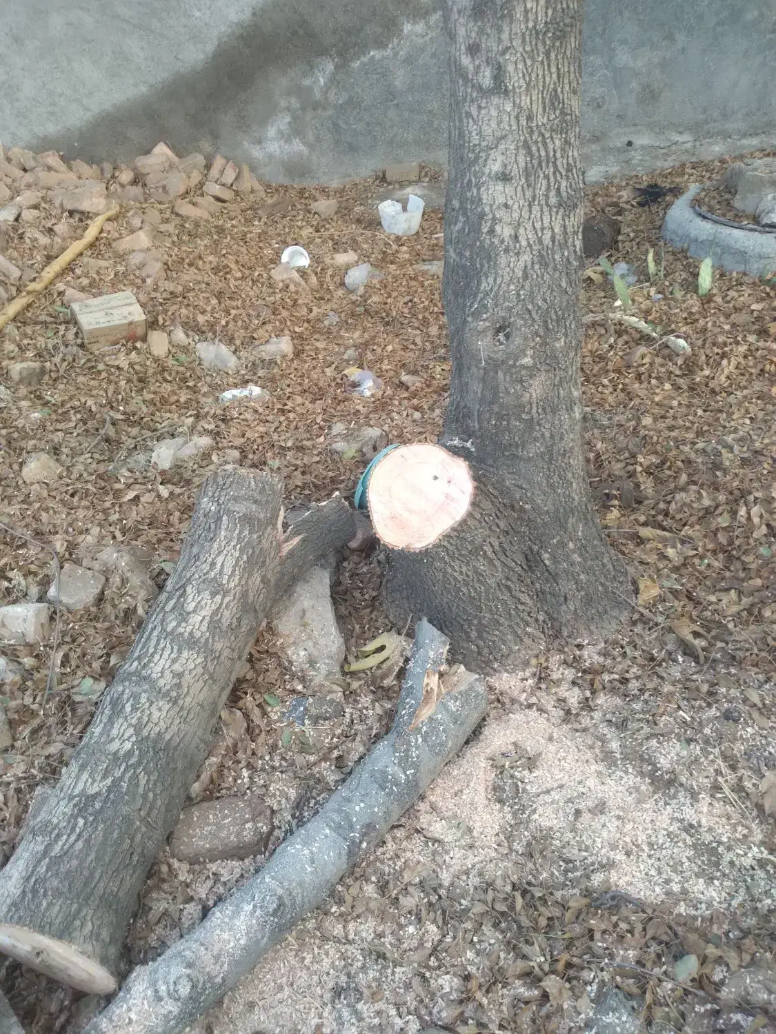 خریدارانواع درختان خشک ومزاحم تسویه نقدی سرباسکول|خدمات باغبانی و درختکاری|کوهدشت, |دیوار