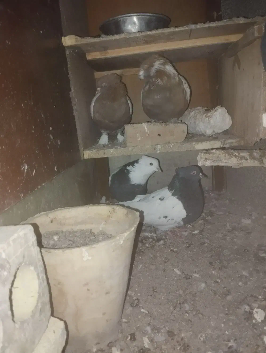 گمشده در محدود رئیسی|حیوانات|مشهد, عامل|دیوار