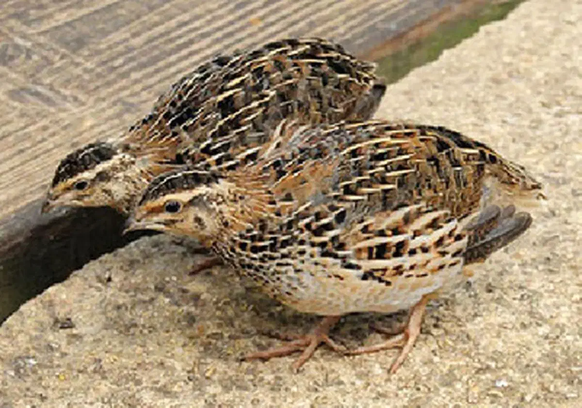 بلدرچین گوشتی ارگانیک فروشی|حیوانات مزرعه|بابل, |دیوار