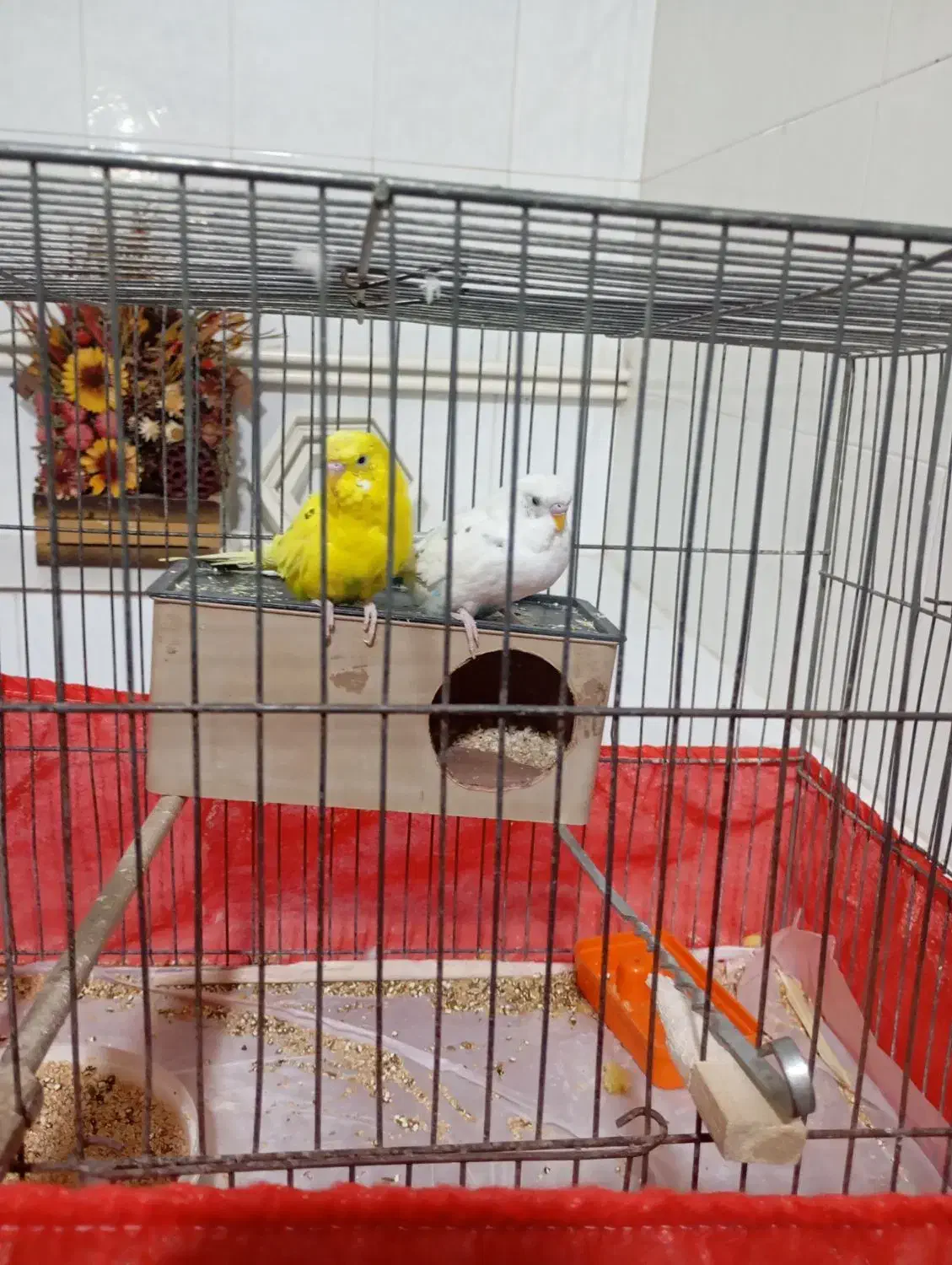 مرغ عشق|پرنده|یزد, |دیوار