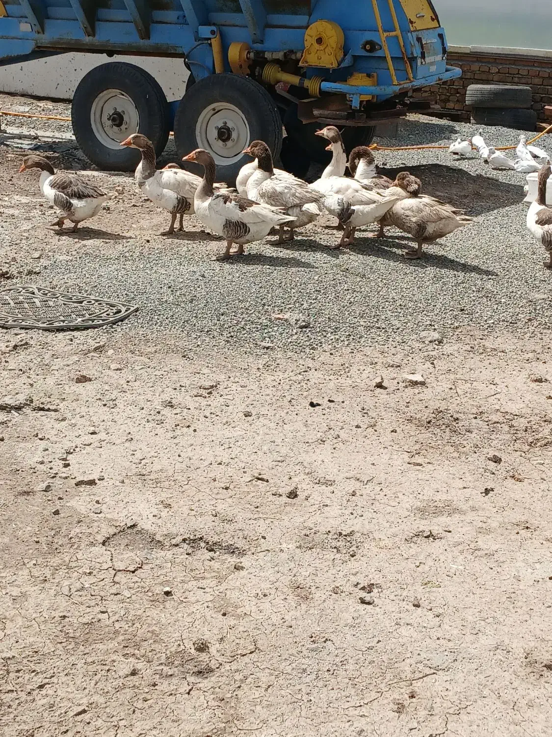 غاز|حیوانات مزرعه|کرمانشاه, |دیوار