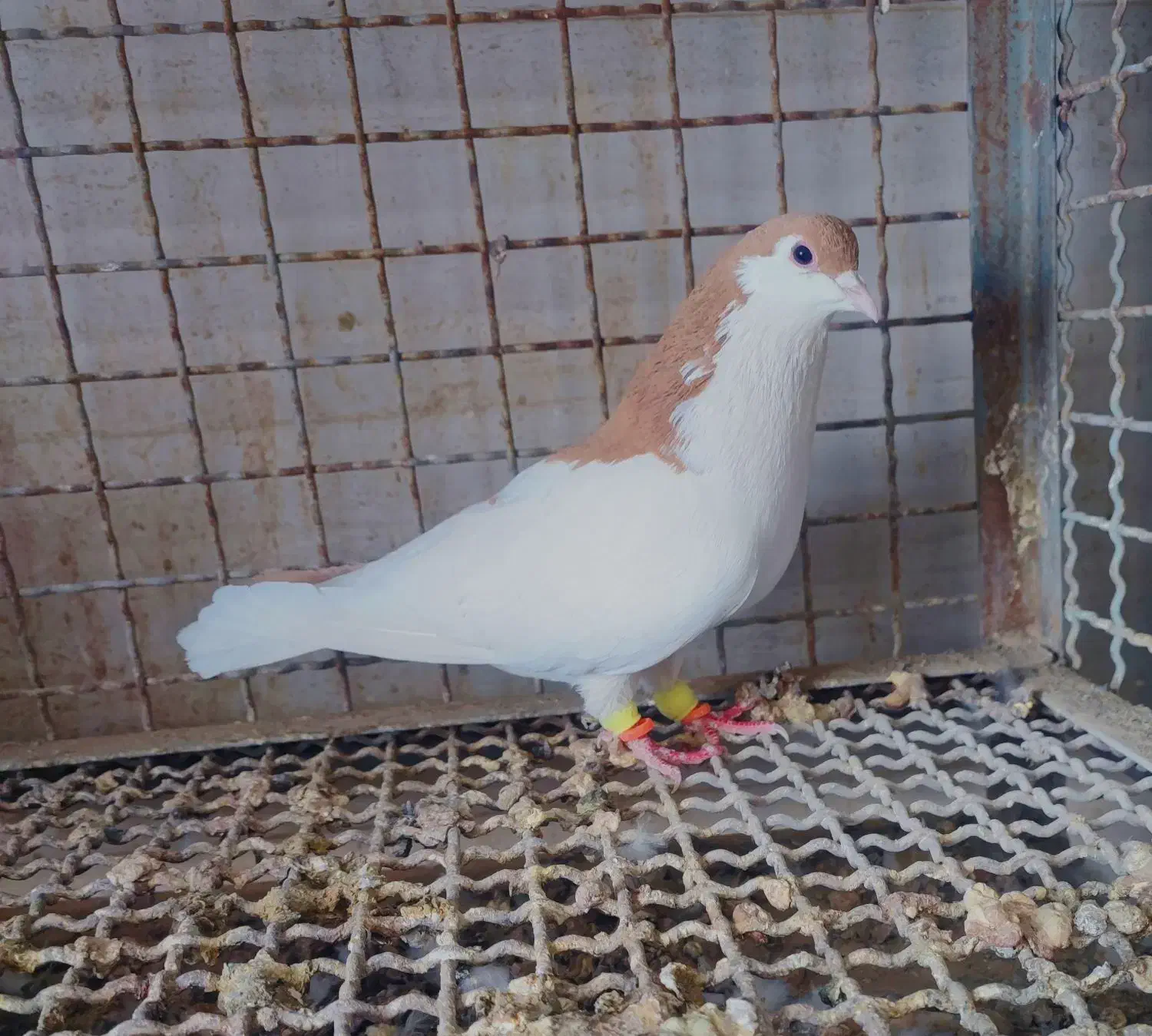 چند عدد کبوتر|پرنده|تربت‌حیدریه, میدان مرکزی|دیوار